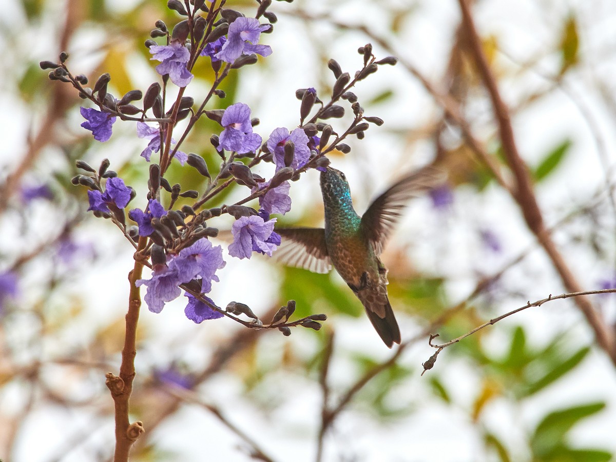 tupikolibri - ML604413271