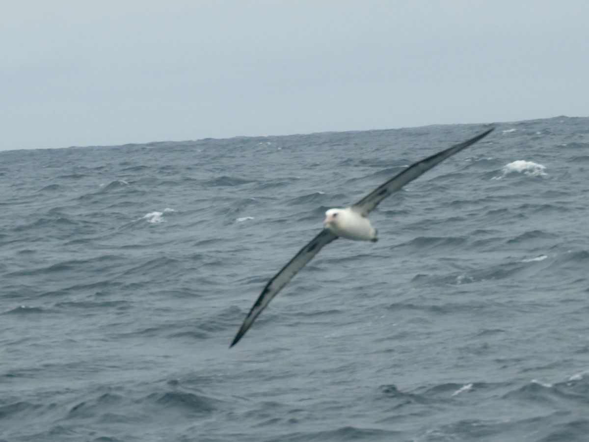 laysanalbatross - ML60441391