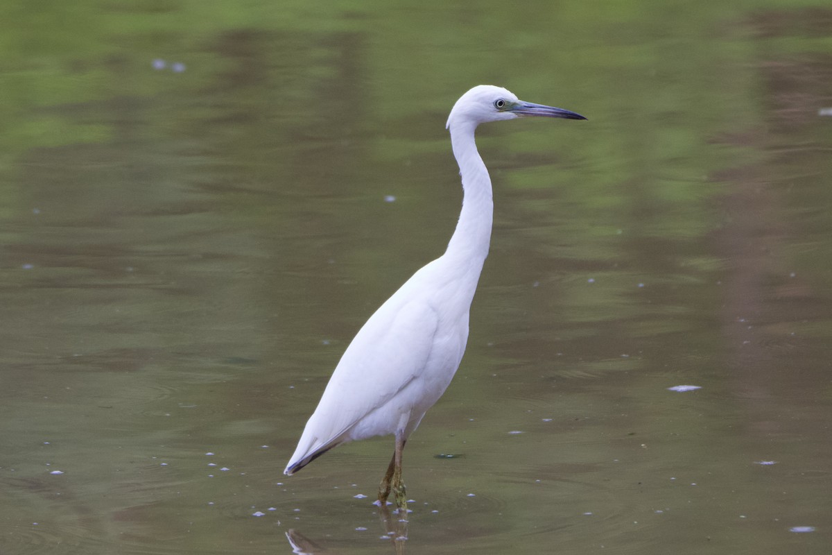 Little Blue Heron - ML604414391