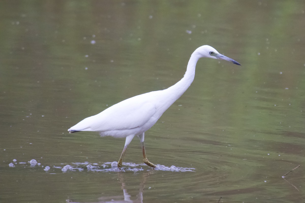 Little Blue Heron - ML604414401