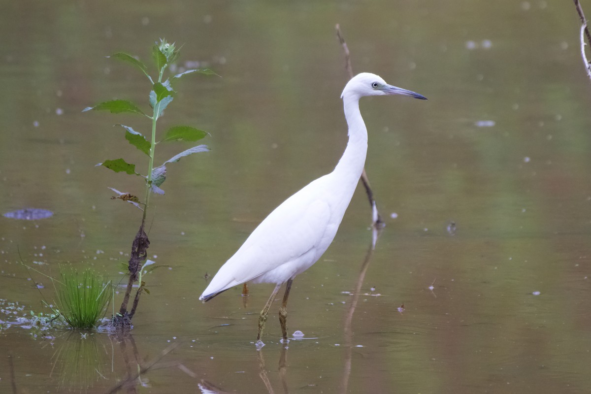 Little Blue Heron - ML604414421