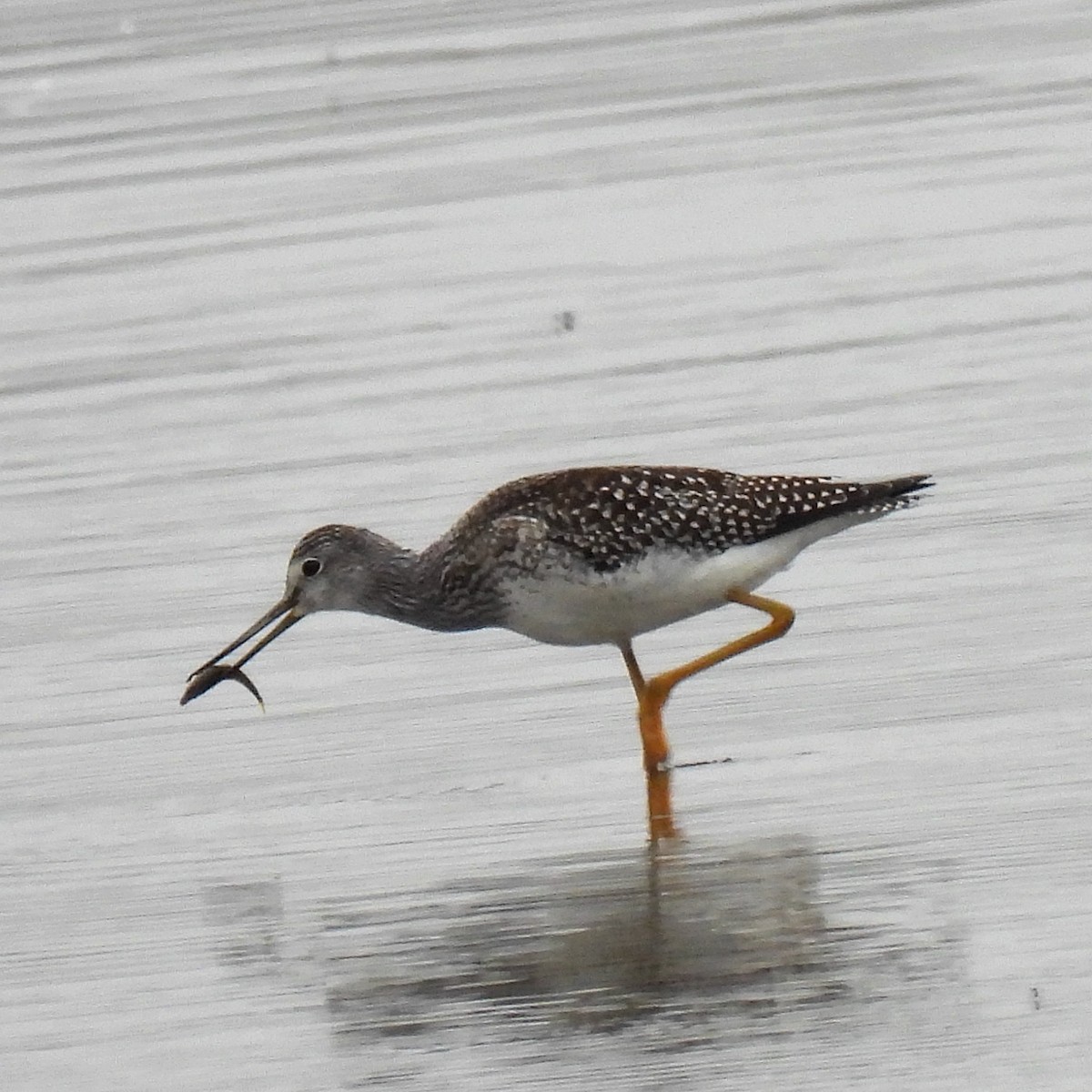 Greater Yellowlegs - Susan Kirkbride