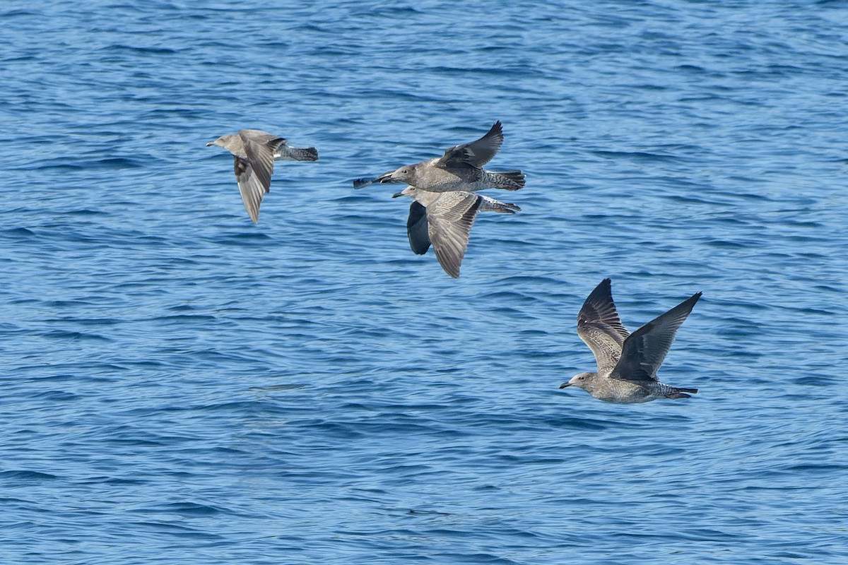 Gaviota Occidental - ML604414621