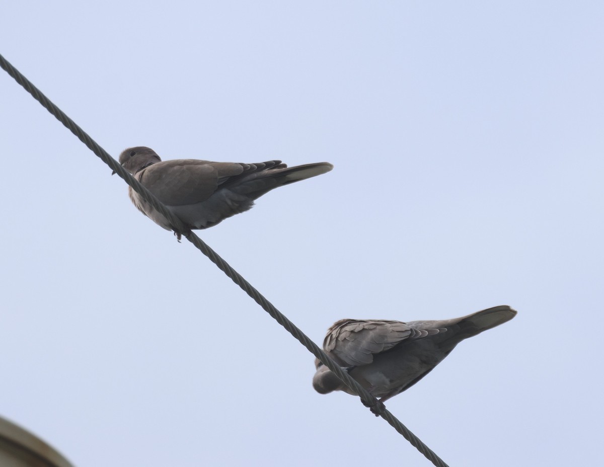 Eurasian Collared-Dove - ML604415511