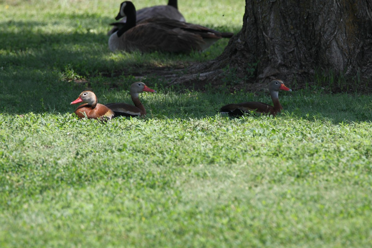 Black-bellied Whistling-Duck - Kendall Watkins