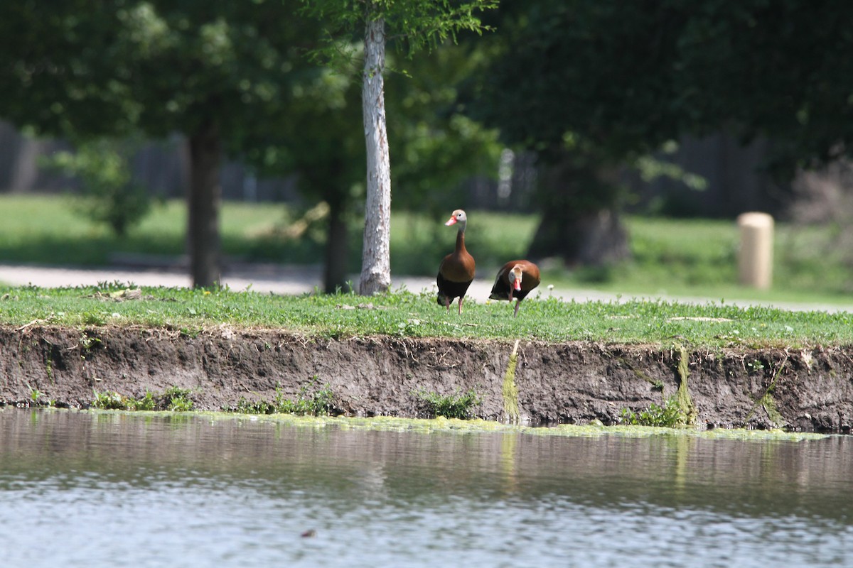 Black-bellied Whistling-Duck - Kendall Watkins