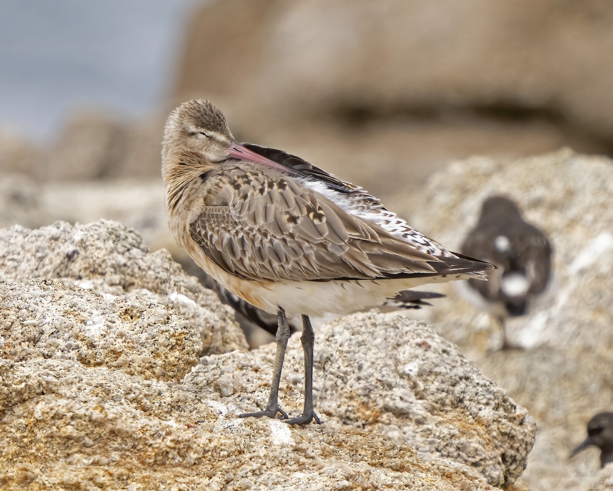 Bar-tailed Godwit - ML604416041