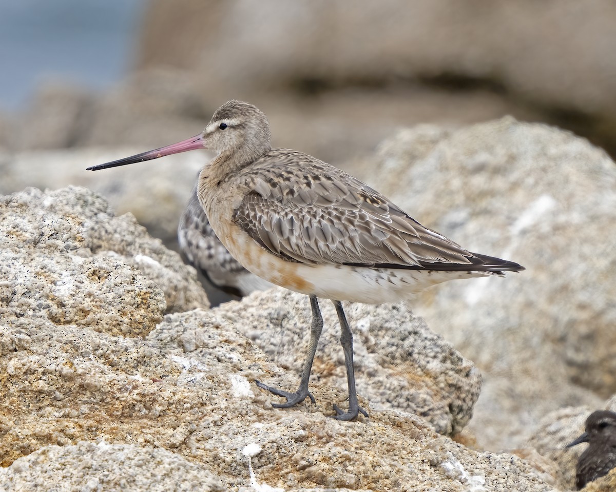 Bar-tailed Godwit - ML604416051