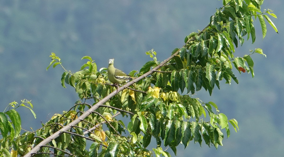 Gray-cheeked Green-Pigeon - ML604416251