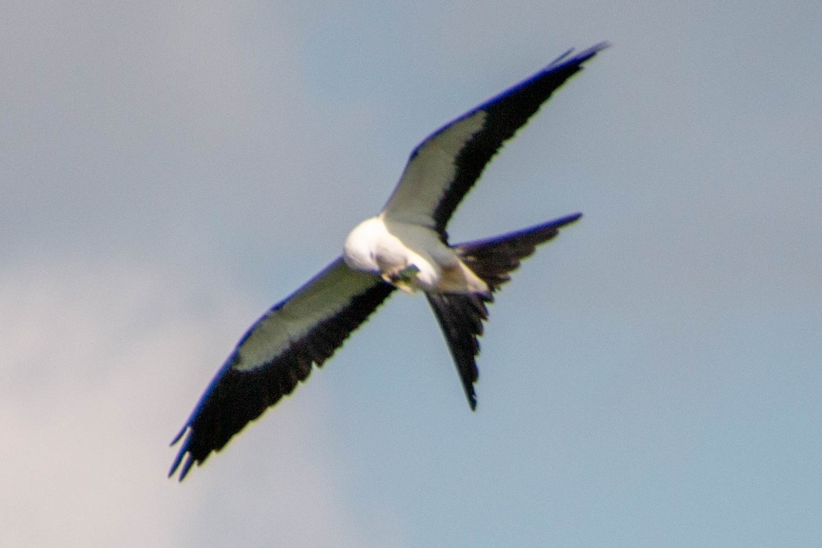 Swallow-tailed Kite - ML604416411