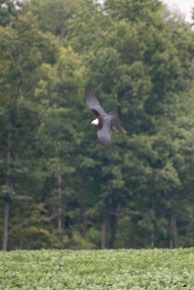 Swallow-tailed Kite - ML604416431