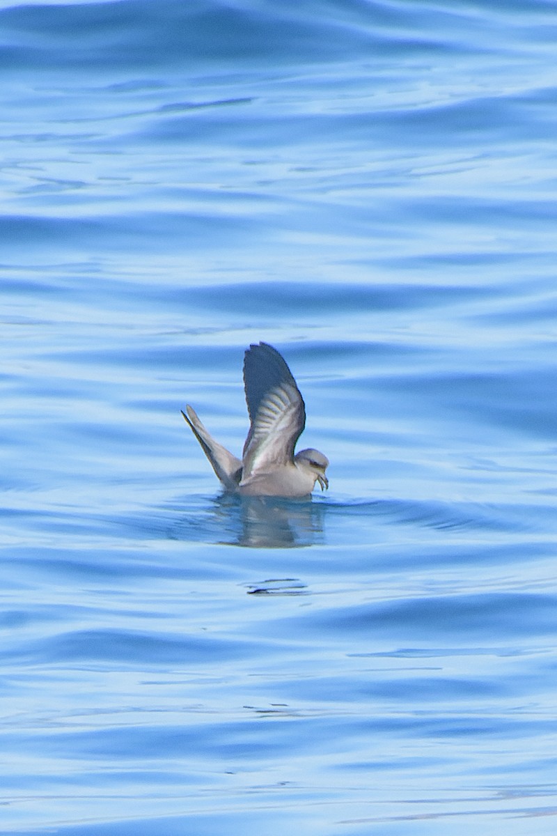 Ashy Storm-Petrel - ML604416521