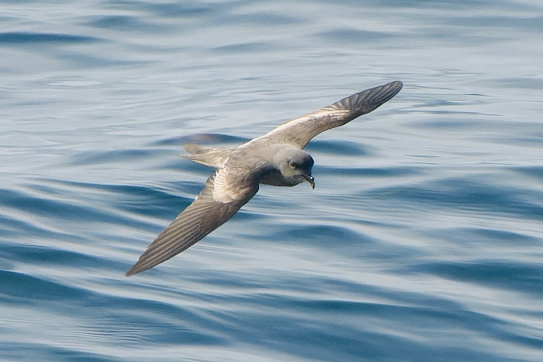 Ashy Storm-Petrel - Gregg McClain