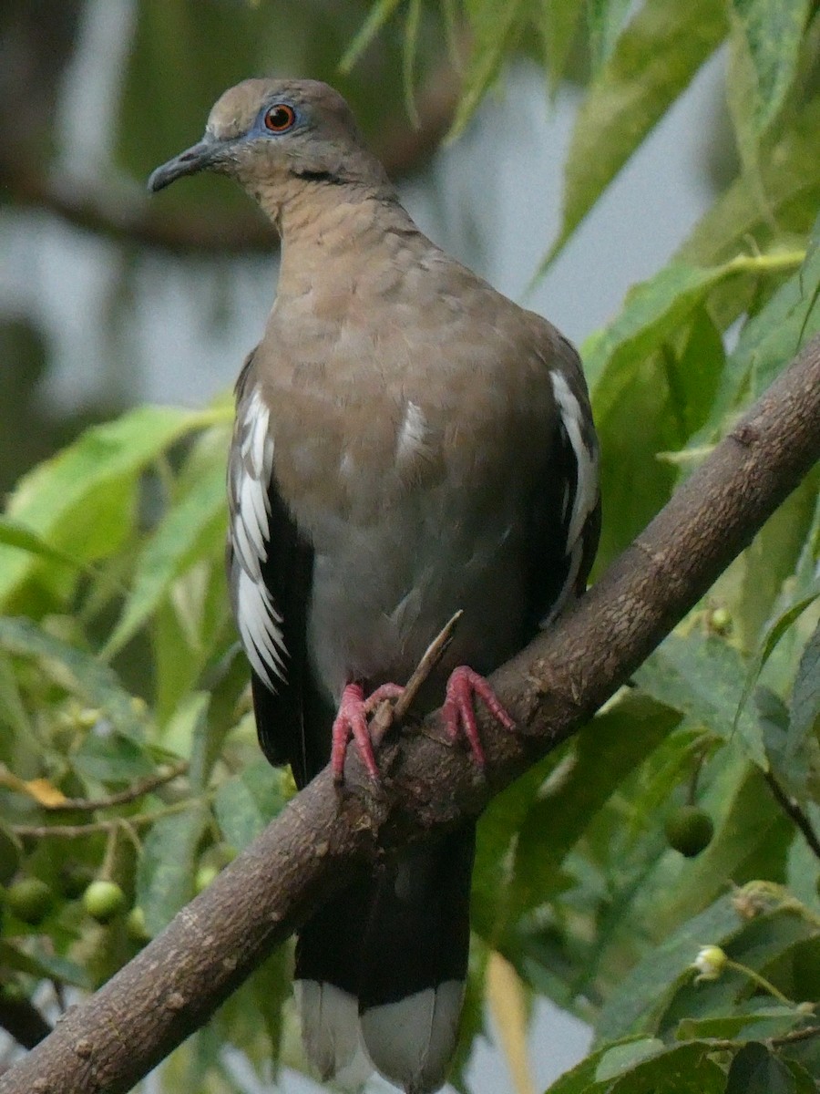 White-winged Dove - Anonymous