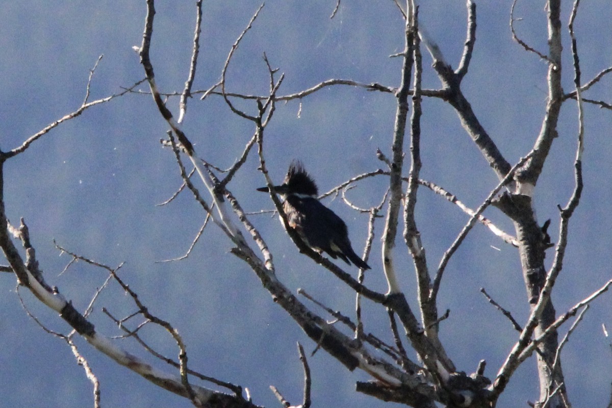 Belted Kingfisher - ML604417371