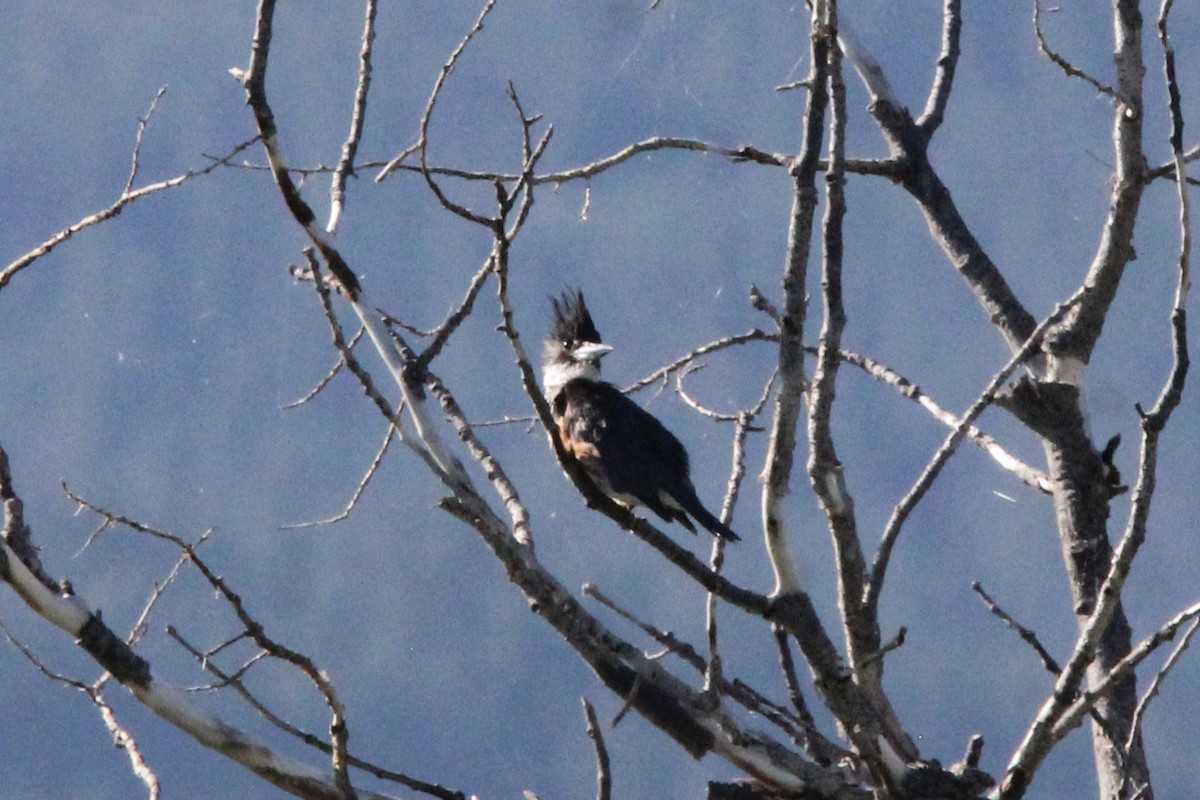 Belted Kingfisher - ML604417381