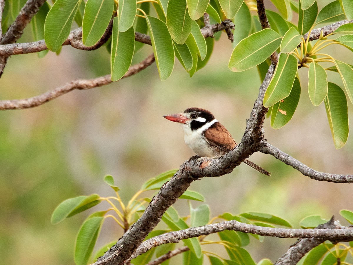 White-eared Puffbird - ML604417621