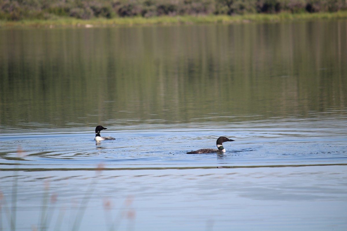 Common Loon - ML604418631