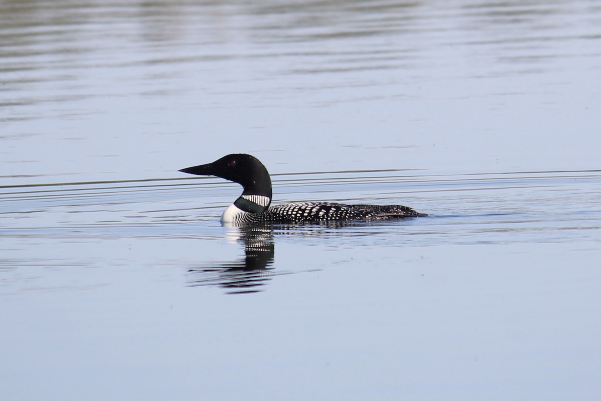 Common Loon - ML604418651