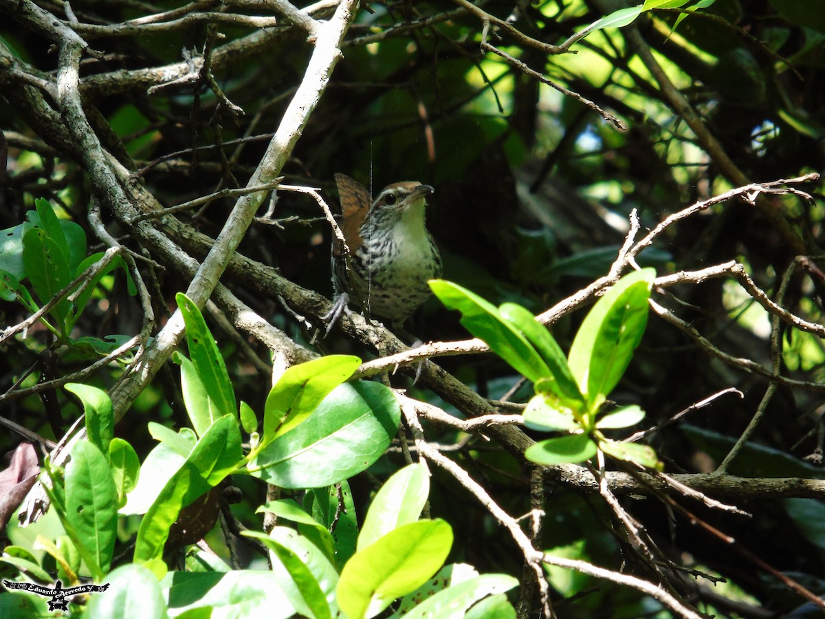 Banded Wren - ML60441921