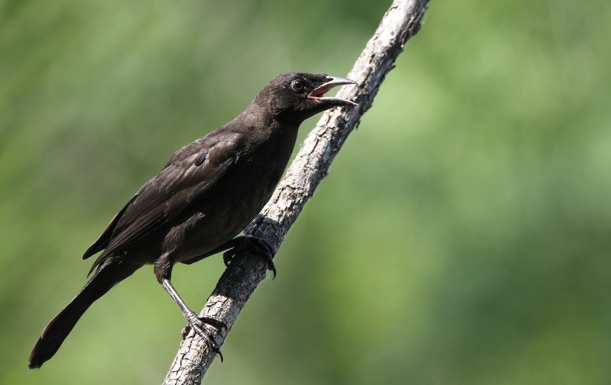 Common Grackle (Bronzed) - Kendall Watkins