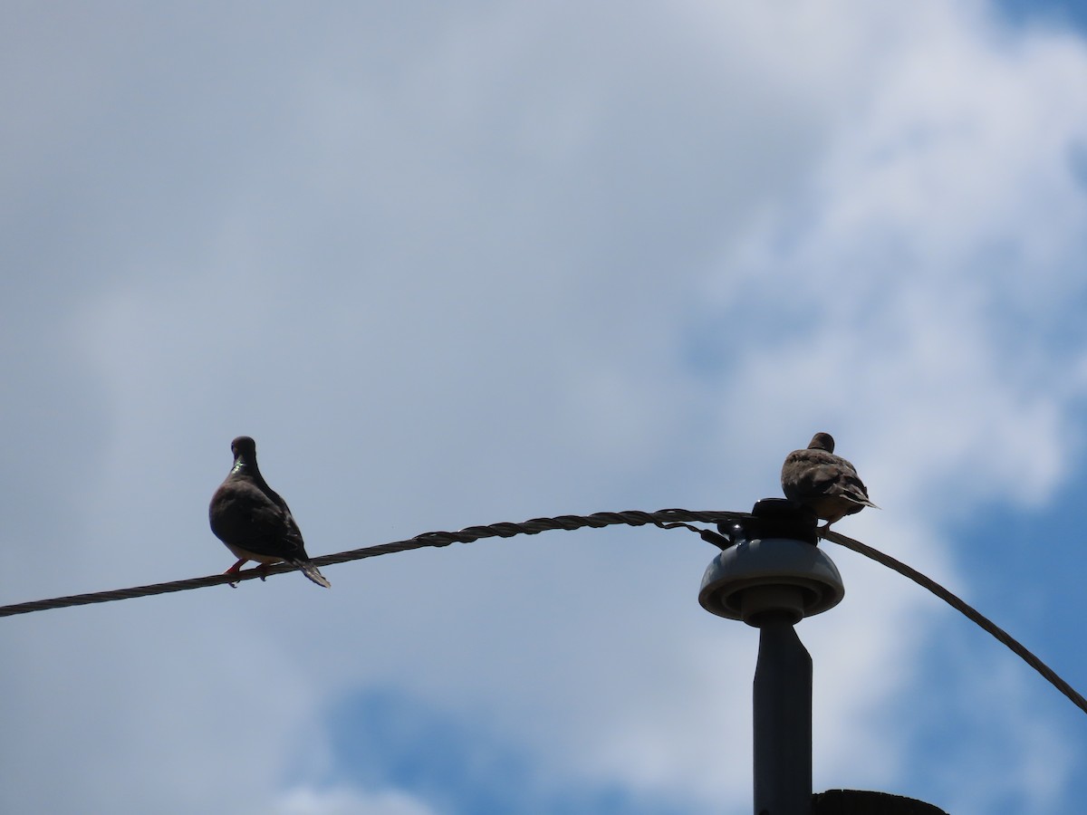 Mourning Dove - ML604420201