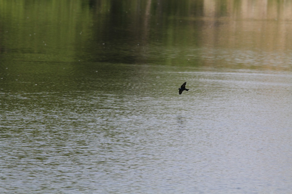 Purple Martin - Kendall Watkins