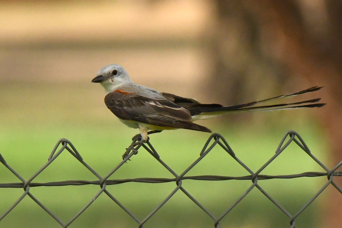 Scissor-tailed Flycatcher - ML604420381