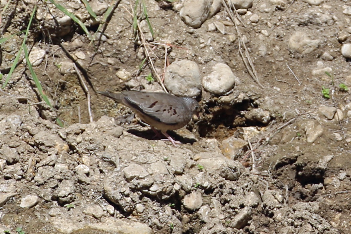 Common Ground Dove - ML604421311