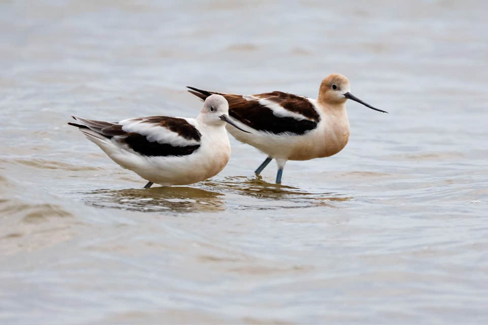 Avocette d'Amérique - ML604421431