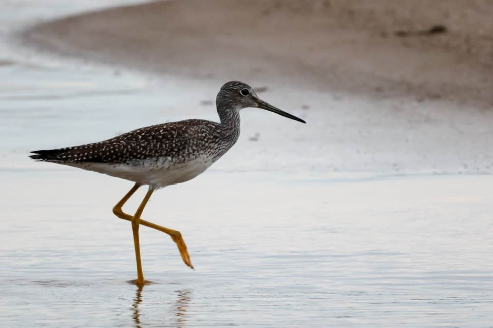 Greater Yellowlegs - ML604421451