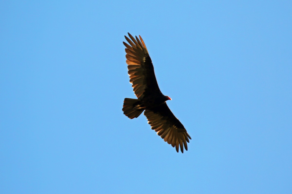 Turkey Vulture - ML604421521