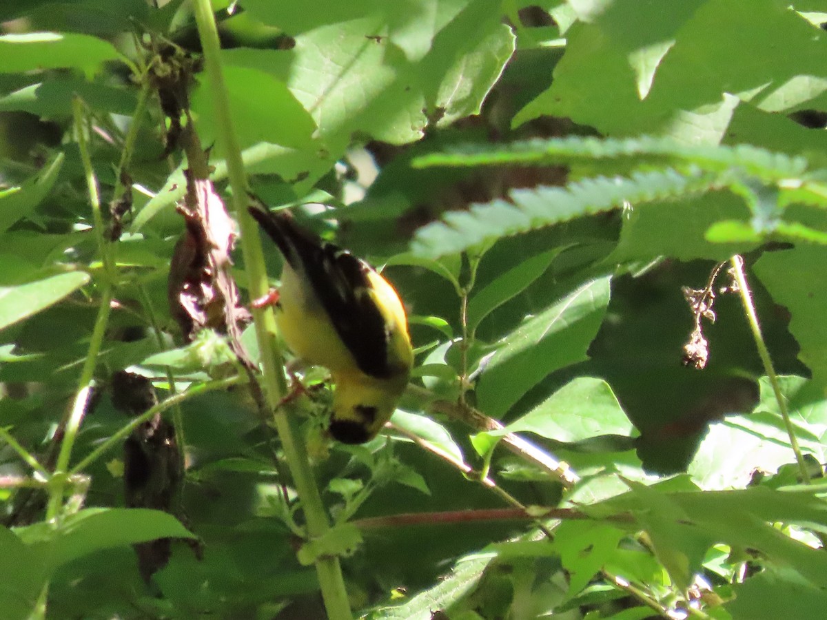 American Goldfinch - ML604421751