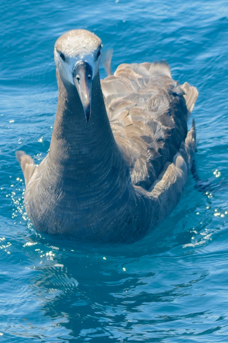 Black-footed Albatross - ML604421891