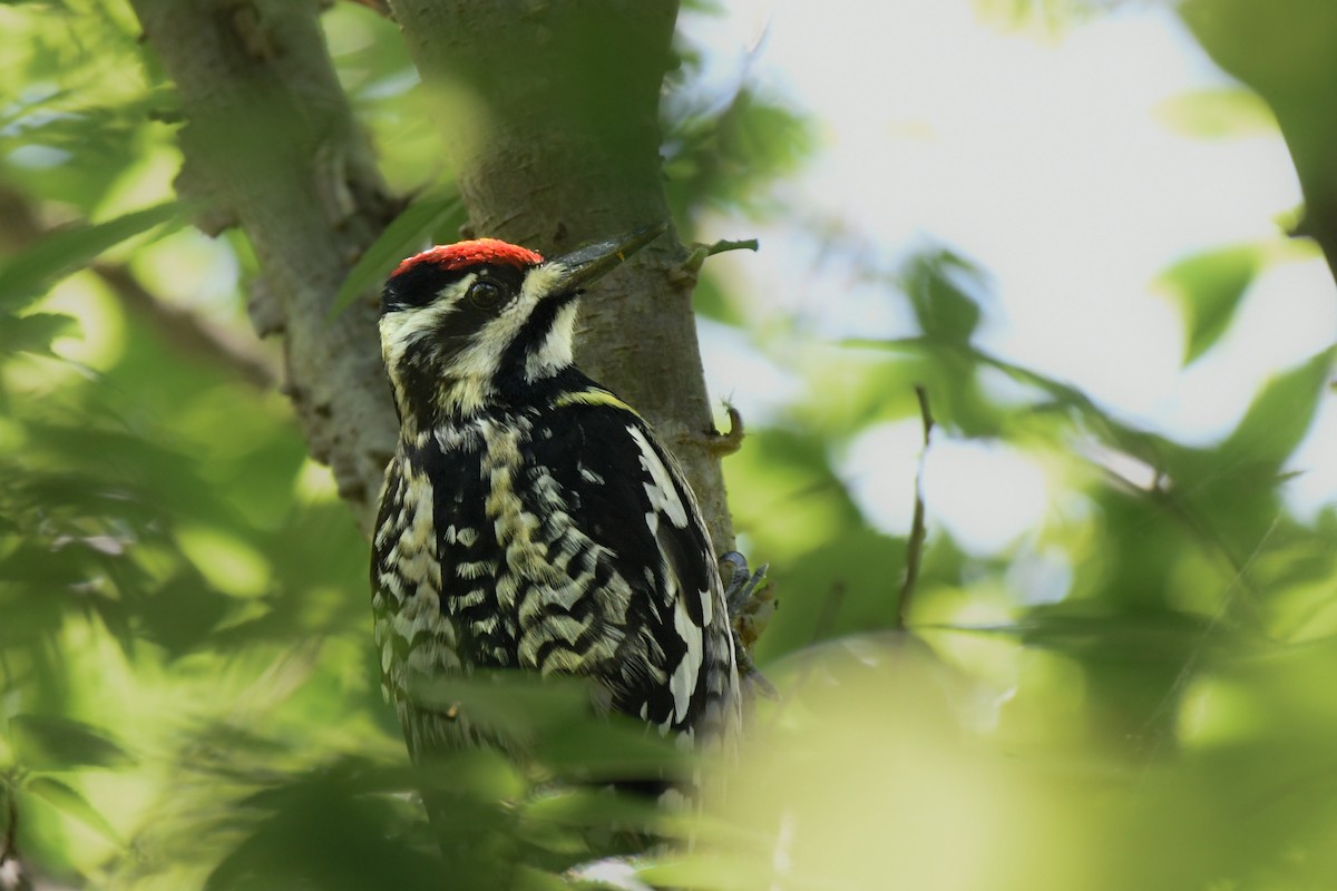 Yellow-bellied Sapsucker - ML604422001