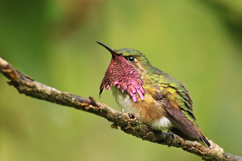 Wine-throated Hummingbird - Rene Valdes 🦜