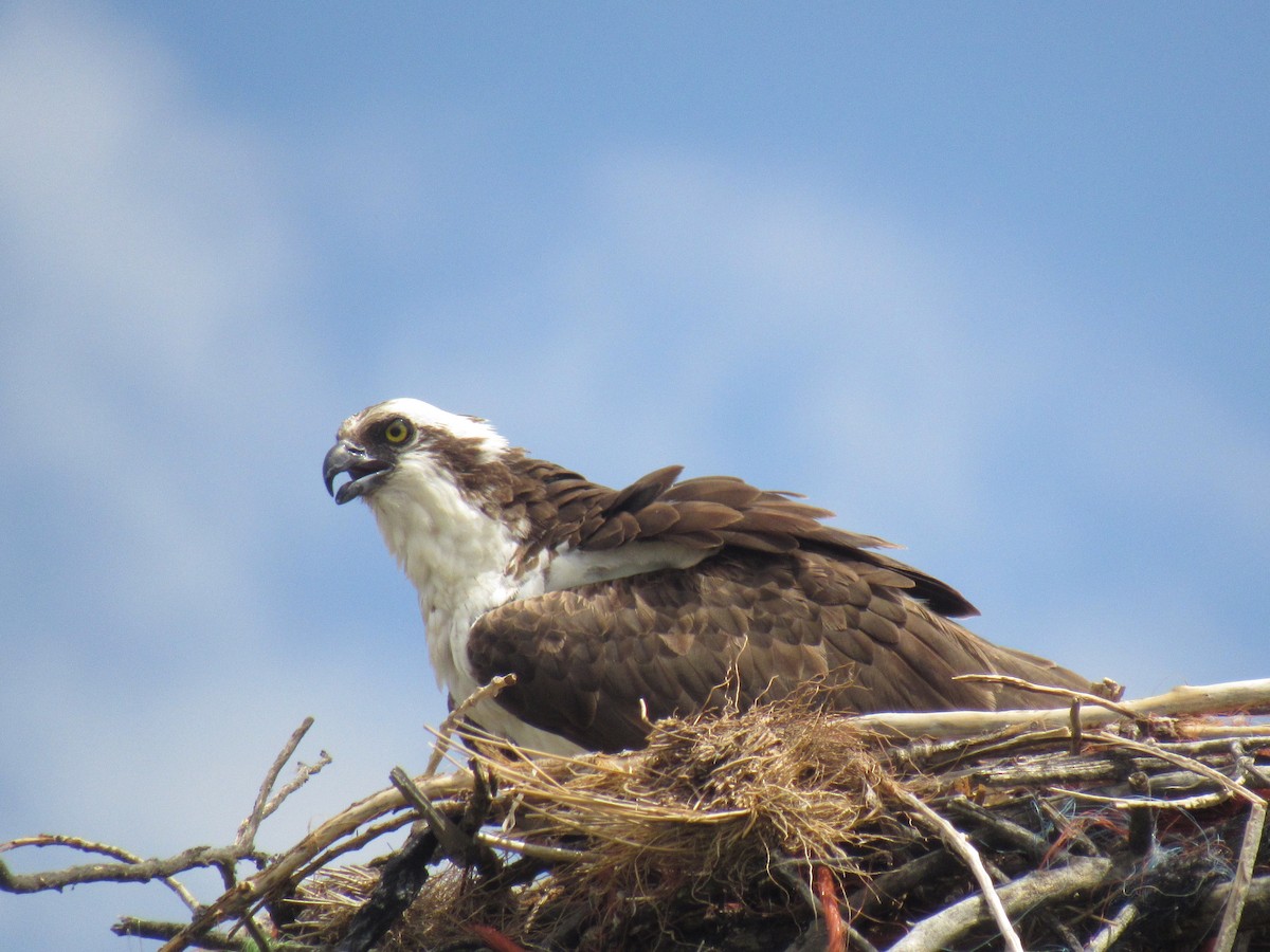 Osprey - Jackson  Rudkin