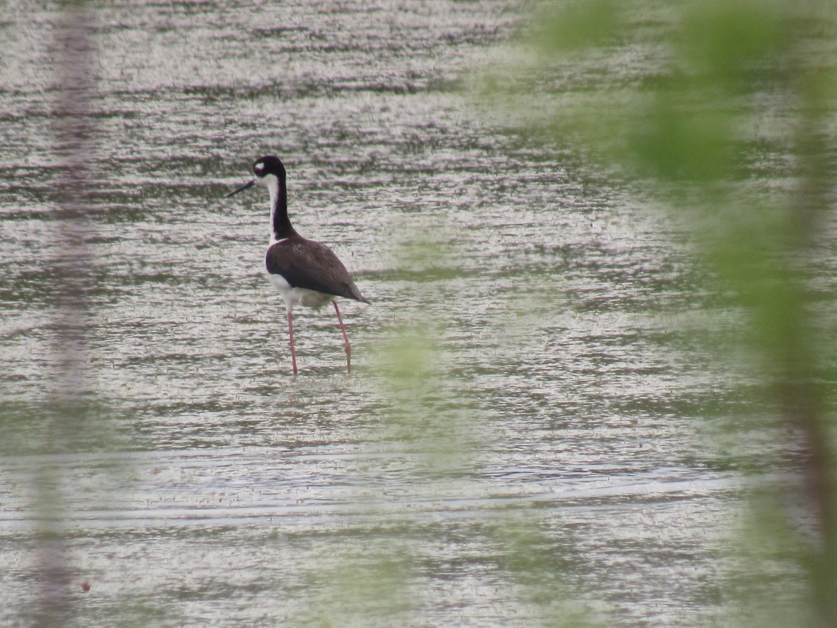 Black-necked Stilt - Jackson  Rudkin