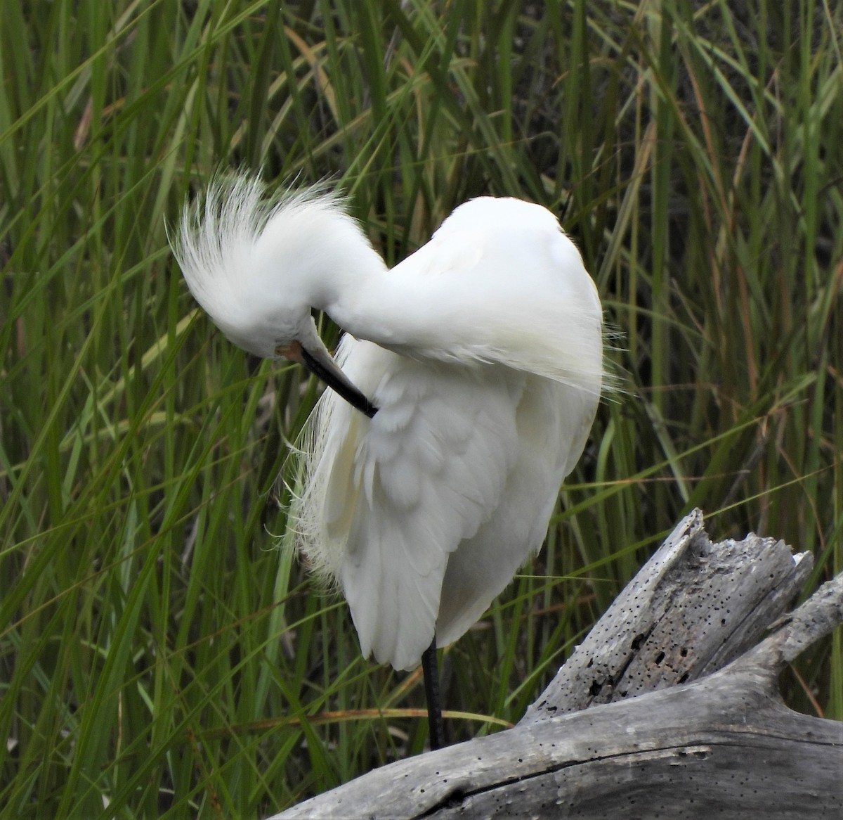 Snowy Egret - ML604423331