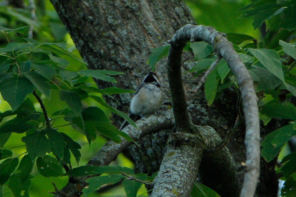 Black-capped Chickadee - ML604423881