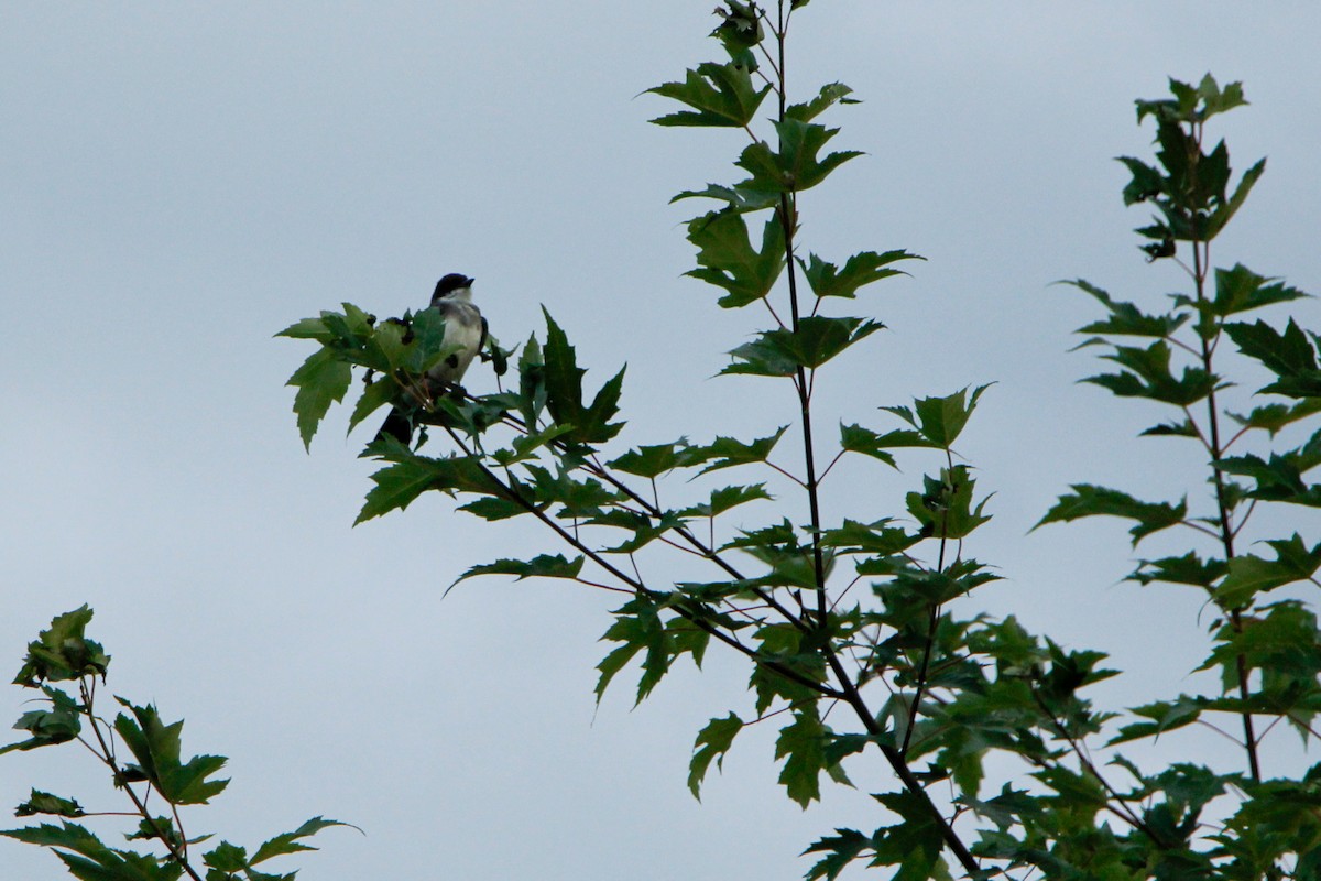 Eastern Kingbird - ML604423891