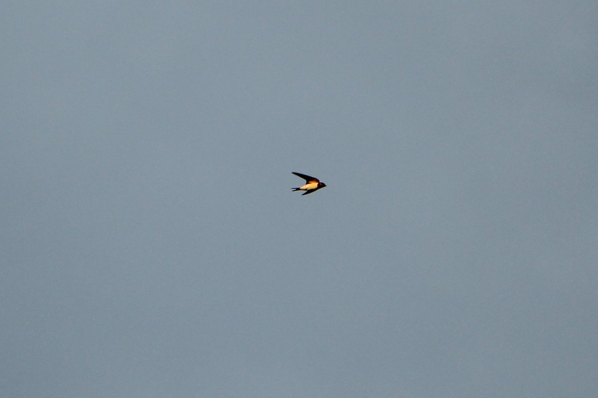 Barn Swallow - ML604423931