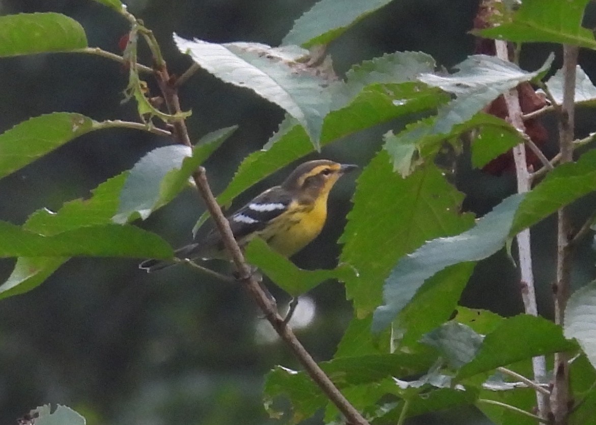 Blackburnian Warbler - DL C