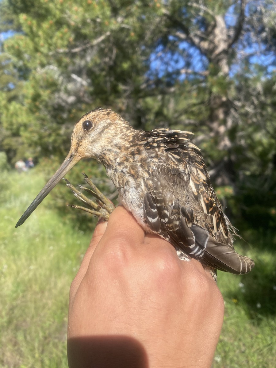 Wilson's Snipe - Frank Fabbro