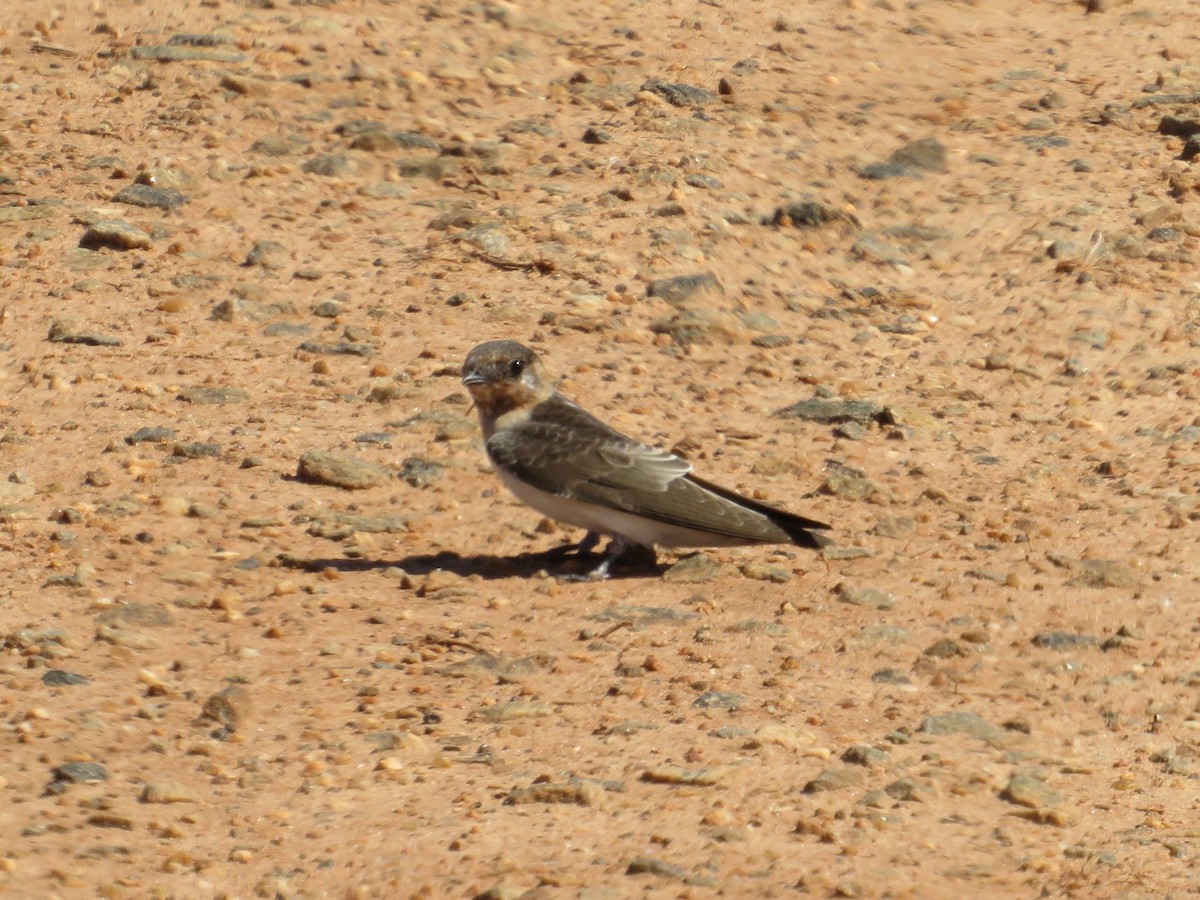 Golondrina Risquera - ML604424451