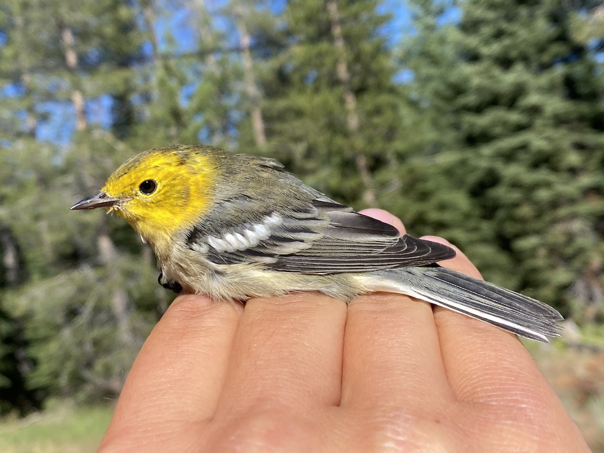 Hermit Warbler - ML604424561