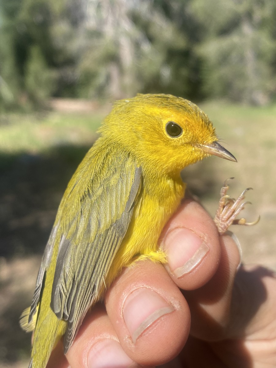 Wilson's Warbler - Frank Fabbro