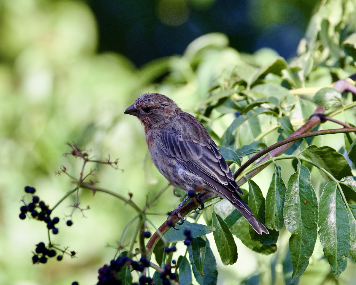 House Finch - ML604424671