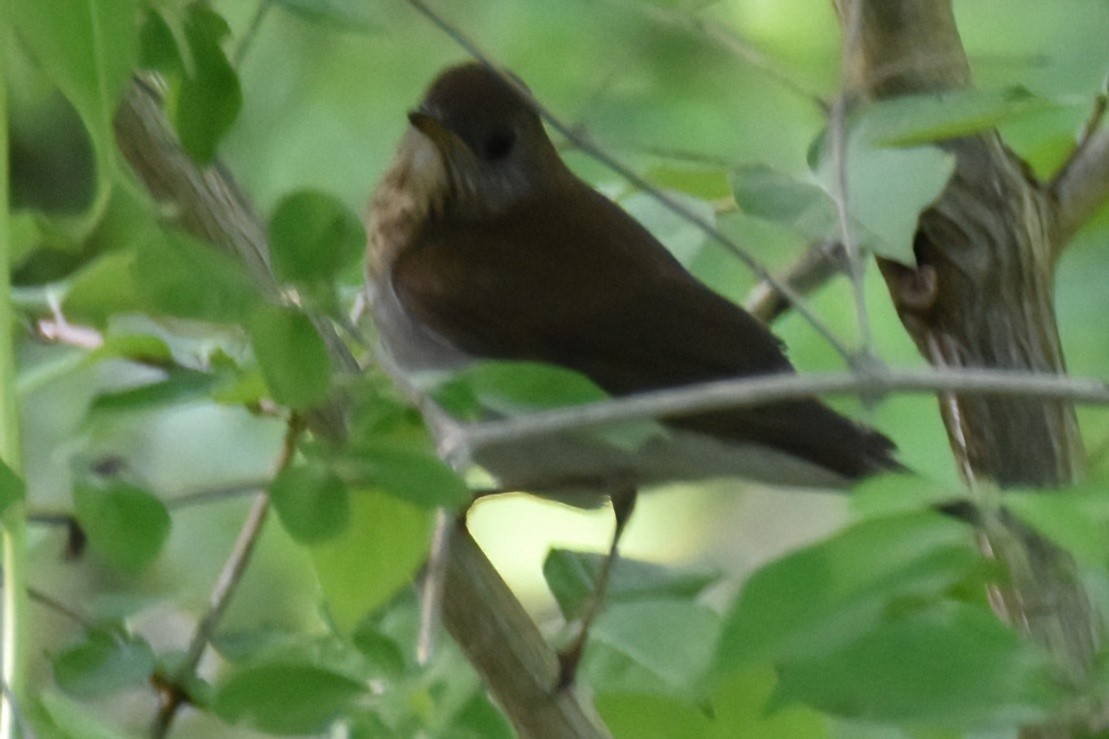 Veery - Derek Hudgins