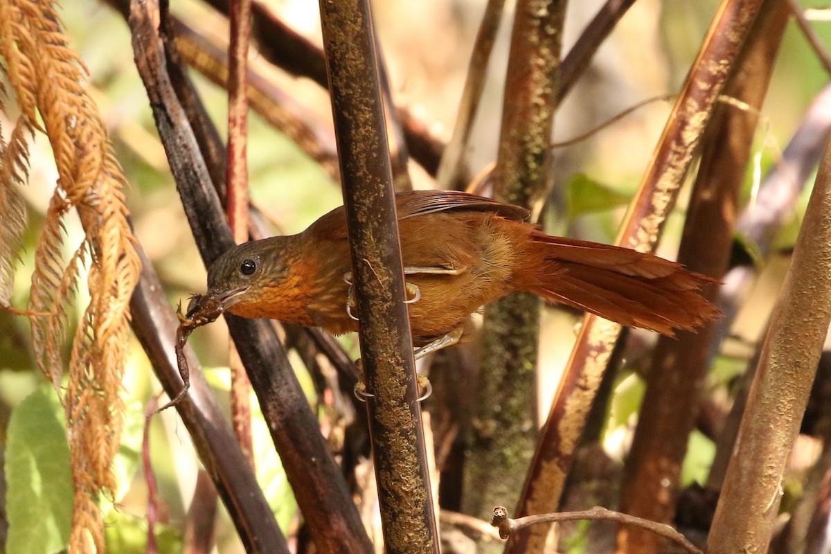 Streak-breasted Treehunter - ML604425101